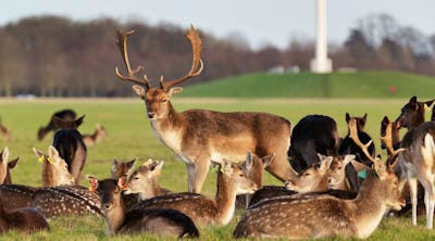 Phoenix Park Dublin - Damhirsche - ©Ashling Hotel Dublin