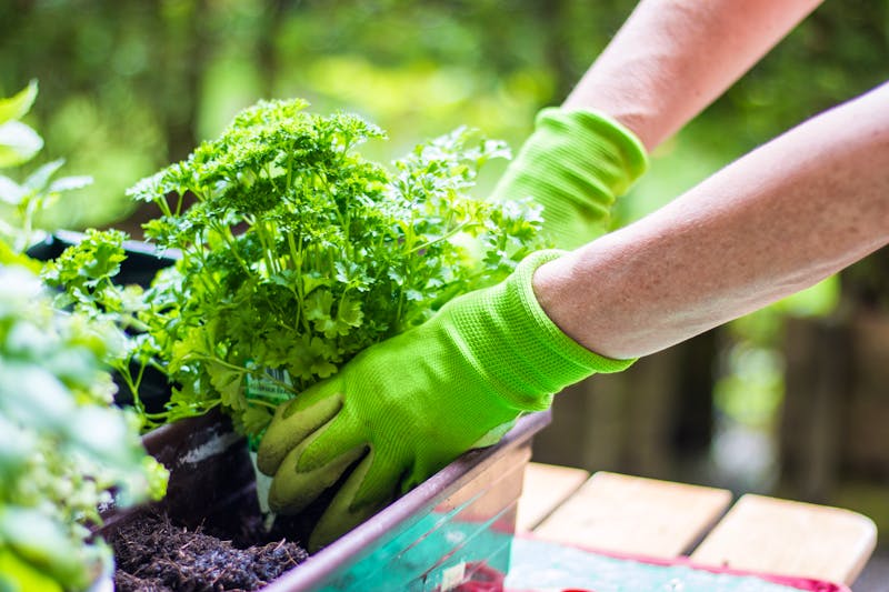 Anbau von Mediterranen Kräutern  - ©Patrick Daxenbichler - stock.adobe.com