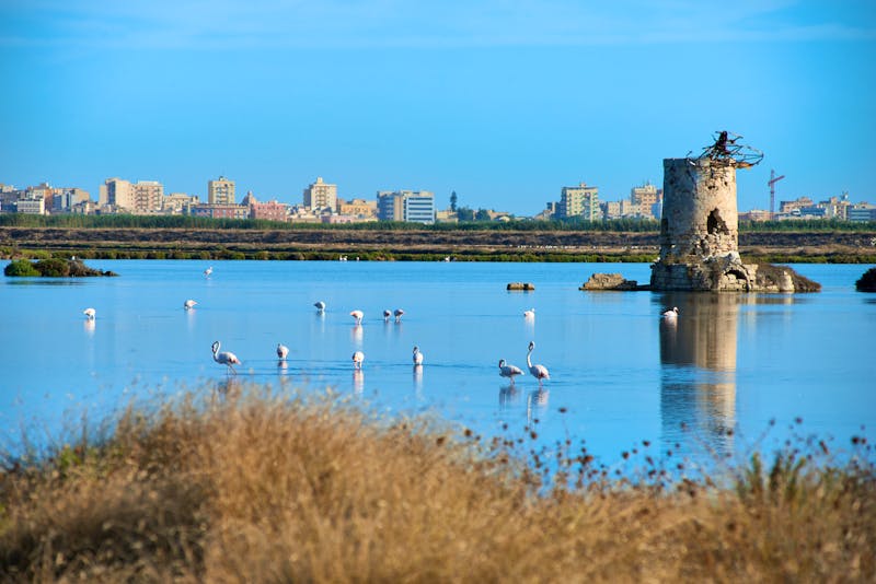 Salzbecken von Trapani mit Flamingos  - ©Z O N A B I A N C A - stock.adobe.com