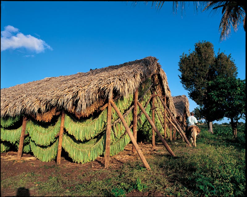 Zigarrenmanufaktur in Santiago, Dominikanischen Republik - ©Dominican Expert