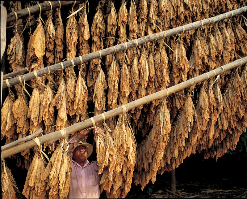 Zigarrenmanufaktur in Santiago, Dominikanischen Republik - ©Dominican Expert