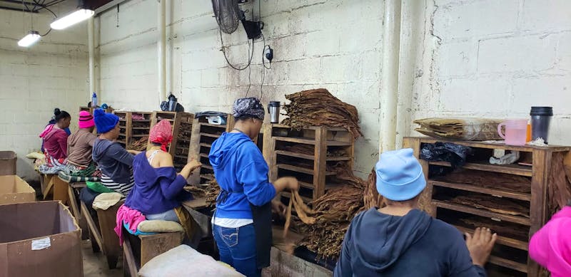 Zigarrenmanufaktur in Santiago, Dominikanischen Republik - ©Dominican Expert