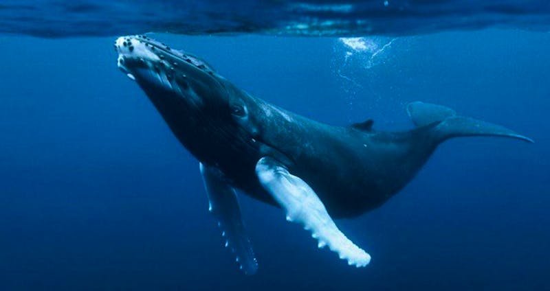 Wale in Samana, Dominikanische Republik - ©Dominican Expert