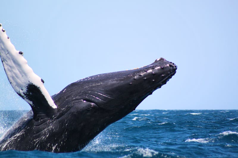 Wale in Samana, Dominikanische Republik - ©Dominican Expert