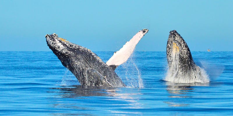 Wale in Samana, Dominikanische Republik - ©Dominican Expert