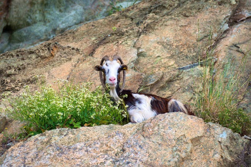 Region Corse-du-Sud im Landesinneren von Korsika - ©bigmagic - stock.adobe.com