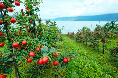 Apfelbaumgarten am Ufer eines norwegischen Fjords &ndash; &copy; Soloviova Liudmyla - stock.adobe.com