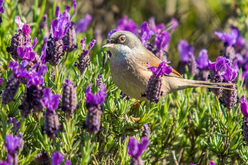 Vogel auf der Halbinsel Cap de Creus - ©Arnau Soler - stock.adobe.com