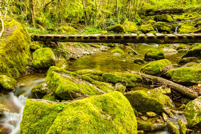 Wanderweg im Waldgebiet Frageda D’en Jorda - Garrotxa  - ©zkcristian - stock.adobe.com