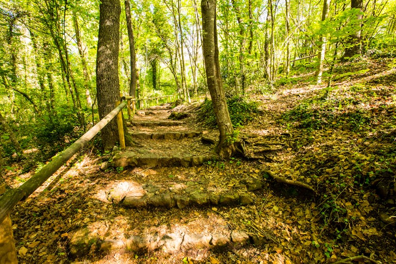 Wanderweg im Waldgebiet Frageda D’en Jorda - Garrotxa  - ©Alberto Gonzalez  - stock.adobe.com