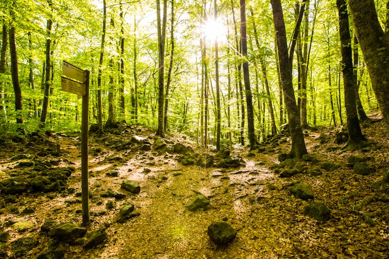 Wanderweg im Waldgebiet Frageda D’en Jorda - Garrotxa  - ©Alberto Gonzalez  - stock.adobe.com