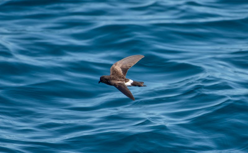 Sturmschwalbe  - ©Neil - stock.adobe.com