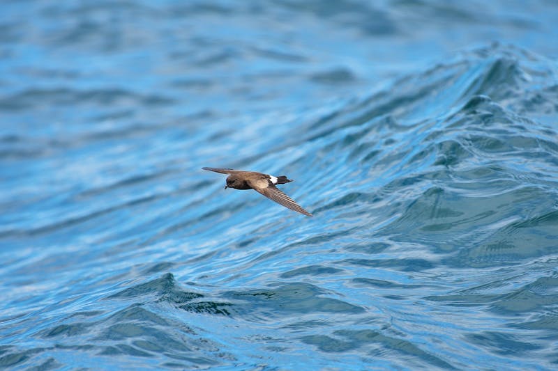 Sturmschwalbe  - ©kmj8richard - stock.adobe.com