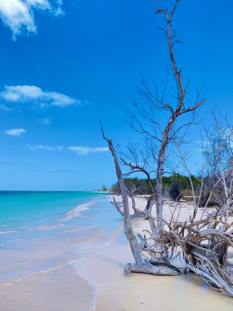 Cayo Jutias Mangroven - ©Rebekka Boehme
