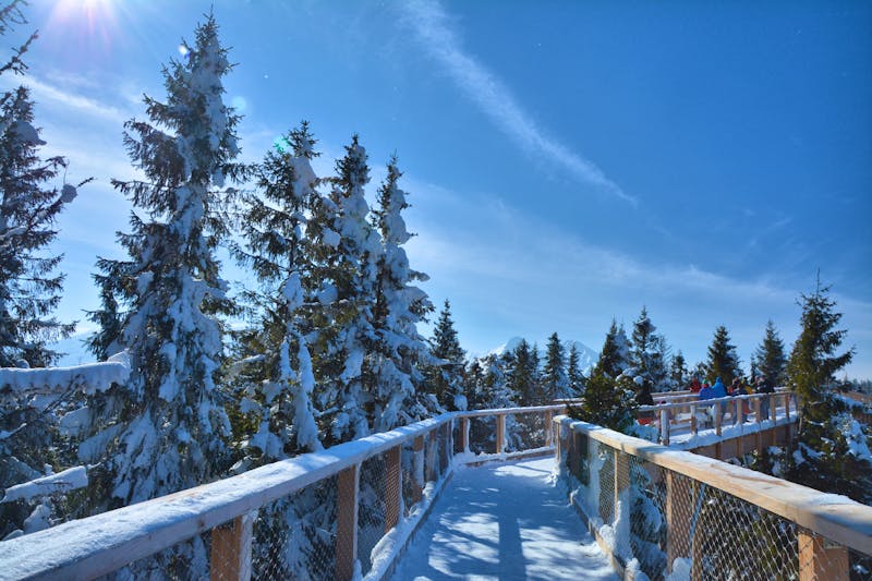 Baumwipfelpfad - ©Studio Barcelona - stock.adobe.com