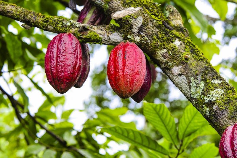 Kakaobaum bei Baracoa - Yunque Naturpark - ©visualpower - stock.adobe.com
