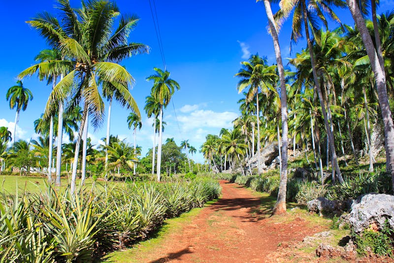 Palmen bei Baracoa - ©Aleksandar Todorovic - stock.adobe.com
