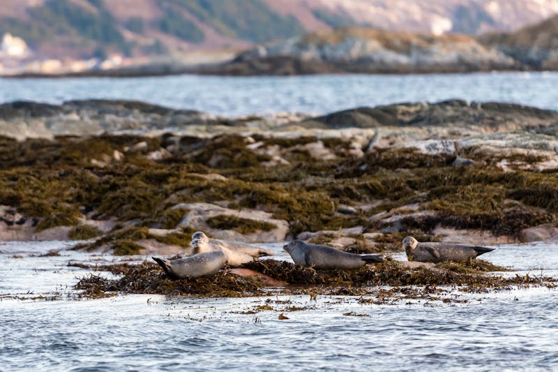 Robben nahe der Insel Senja - ©finkandreas - stock.adobe.com