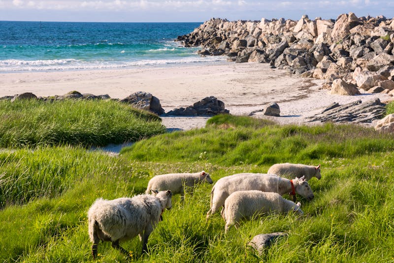 Schafe bei Andenes auf der Insel Andoya in Vesteralen - ©sergioboccardo - stock.adobe.com