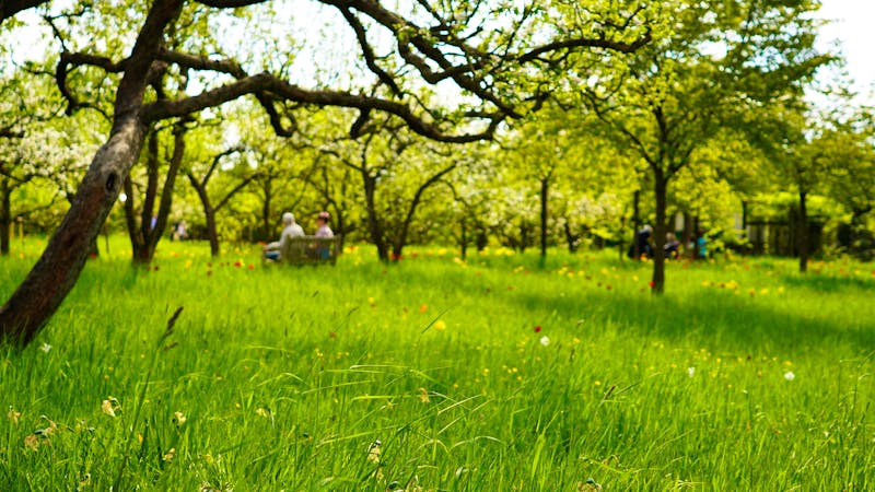 Sommertag im Britzer Garten zu Berlin - ©Tommy - stock.adobe.com