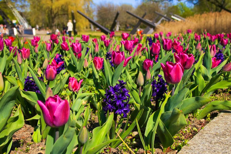 Berlin - Britzer Garten - ©Ina Meer Sommer - stock.adobe.com