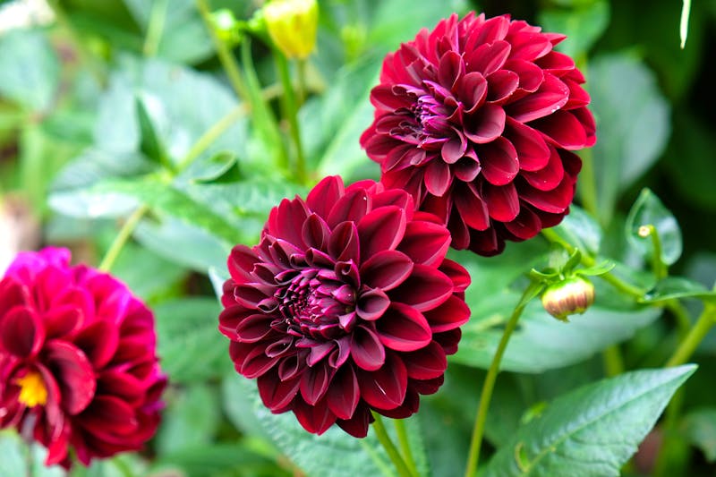 Dahlien - rote prächtige Blüten im Spätsommer und Herbst - ©Alexandra - stock.adobe.com