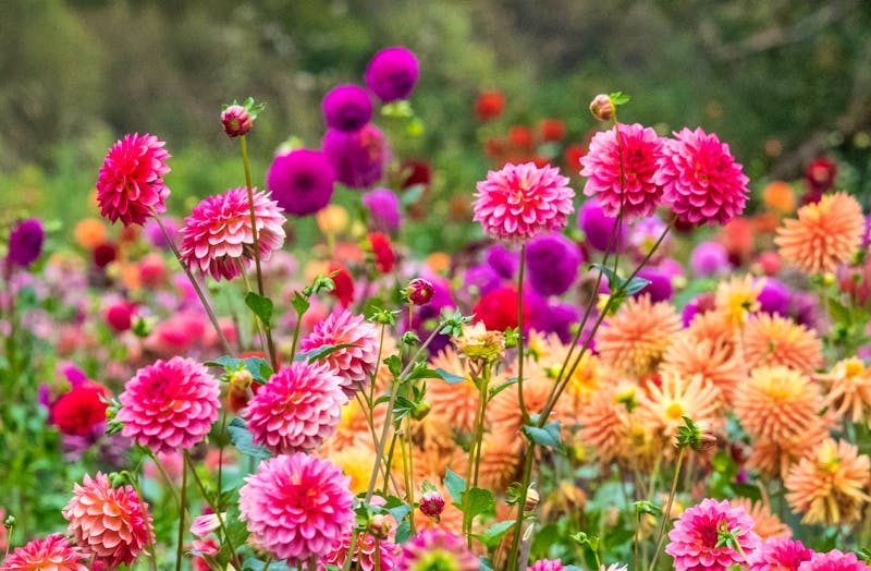 Farbenfrohe Dahlienblüte - ©Sylvia Gulin / Danita Delimont - Adobe Stock