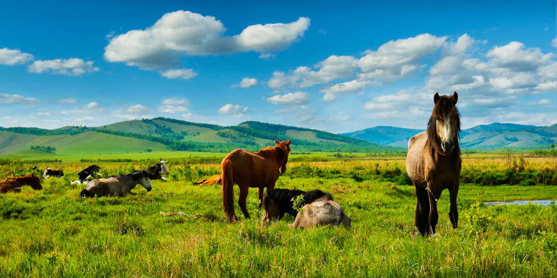 Pferde in der mongolischen Steppe - &copy;MICHEL - stock.adobe.com