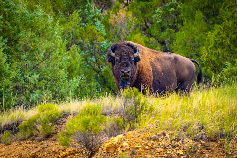 amerikanischer Bison  - &copy;PhotoSpirit - stock.adobe.com