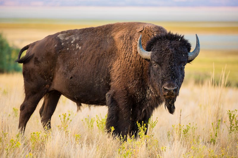 amerikanischer Bison  - &copy;Oliver - Adobe Stock