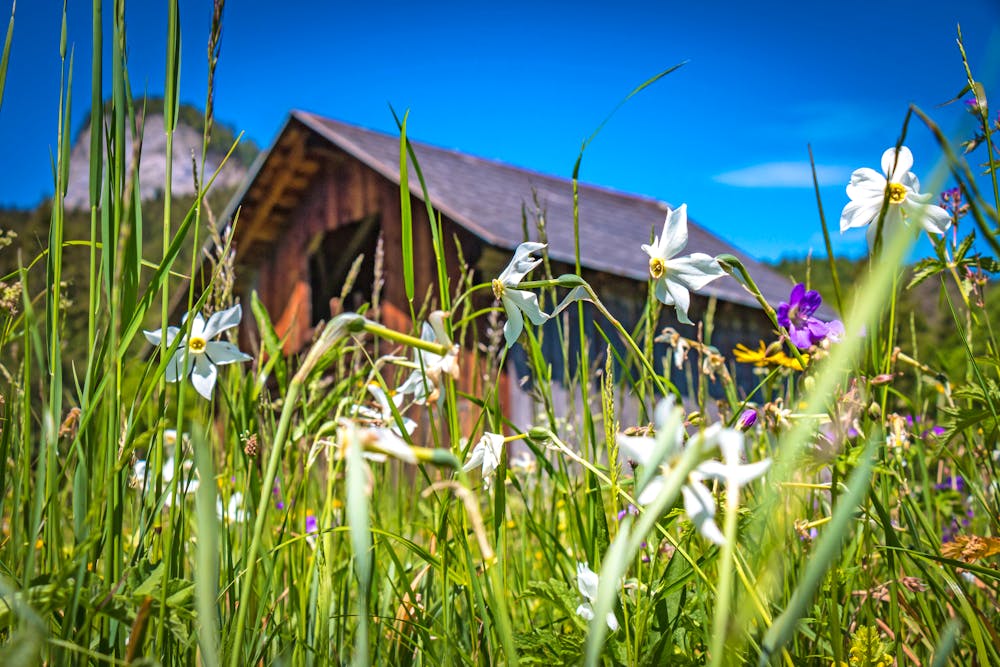 Alpengarten in Bad Aussee im Salzkammergut &ndash; &copy; Andrea Aigner - stock.adobe.com