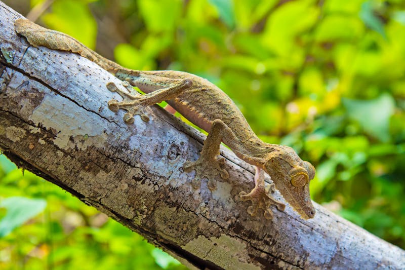 Gecko in der Marozevo Reptilien-Station auf Madagaskar - ©Danita Delimont - stock.adobe.com