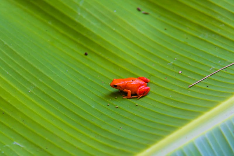 Goldfröschchen in der Marozevo Reptilien-Station auf Madagaskar - ©Danita Delimont - stock.adobe.com