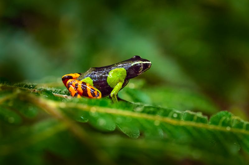 Mantella Baroni Frosch in Madagaskar - ©ondrejprosicky - stock.adobe.com