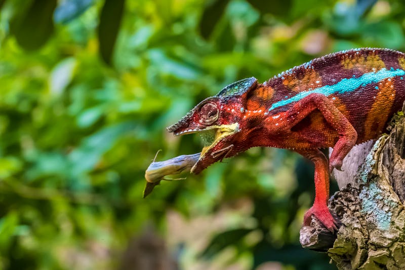 Chamäleon macht Beute - ©Luis - stock.adobe.com