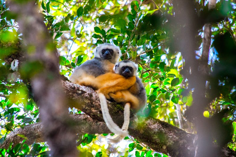 Goldkronensifaka - Lemuren in Madagaskar - ©Miguel - stock.adobe.com
