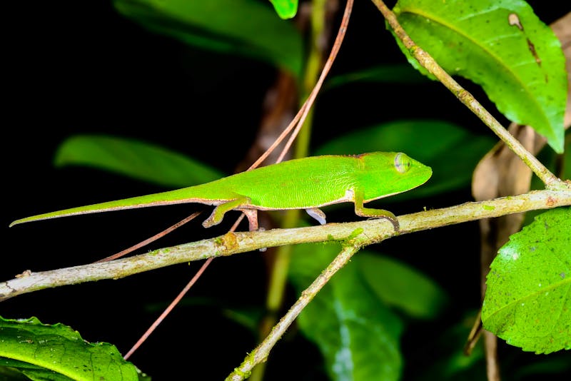 Perinet Chamäleon im Andasibe-Nationalpark in Madagaskar - ©hakoar - stock.adobe.com