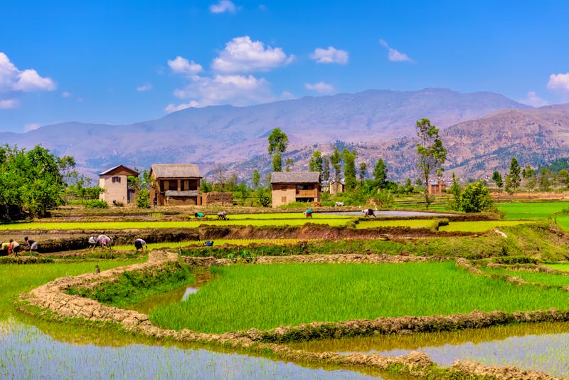 Reisefelder zwischen Andasibe und Ansirabe in Madagaskar - ©Sunil Singh - stock.adobe.com
