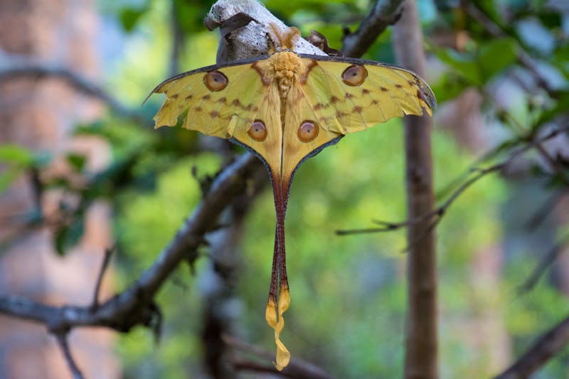 Kometenfalter in Madagaskar - ©BIScalise - stock.adobe.com