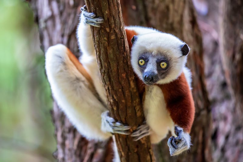Larvensifaka - Lemur im Andasibe-Nationalpark in Madagaskar - ©lnichetti - stock.adobe.com