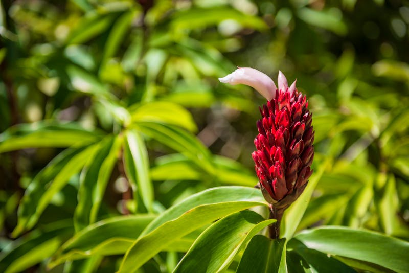 Roter Ingwer im Andasibe-Nationalpark in Madagaskar - ©Matthew - stock.adobe.com