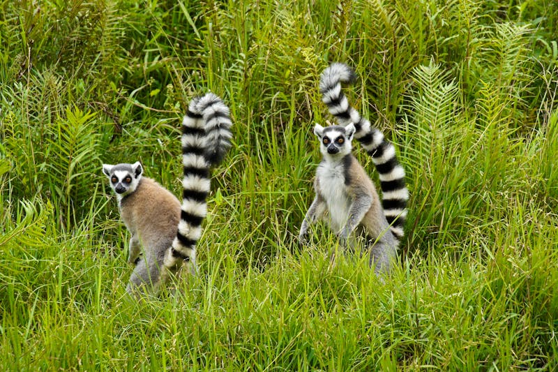 Kattas im Andasibe-Nationalpark in Madagaskar - ©Michele Burgess - stock.adobe.com