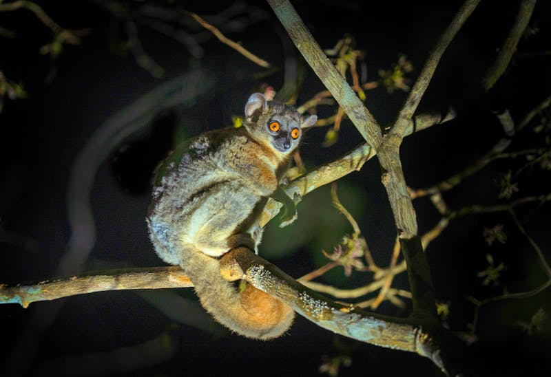 Rotschwanz-Wieselmaki - Nachtwanderung in Madagaskar - ©prochym - stock.adobe.com