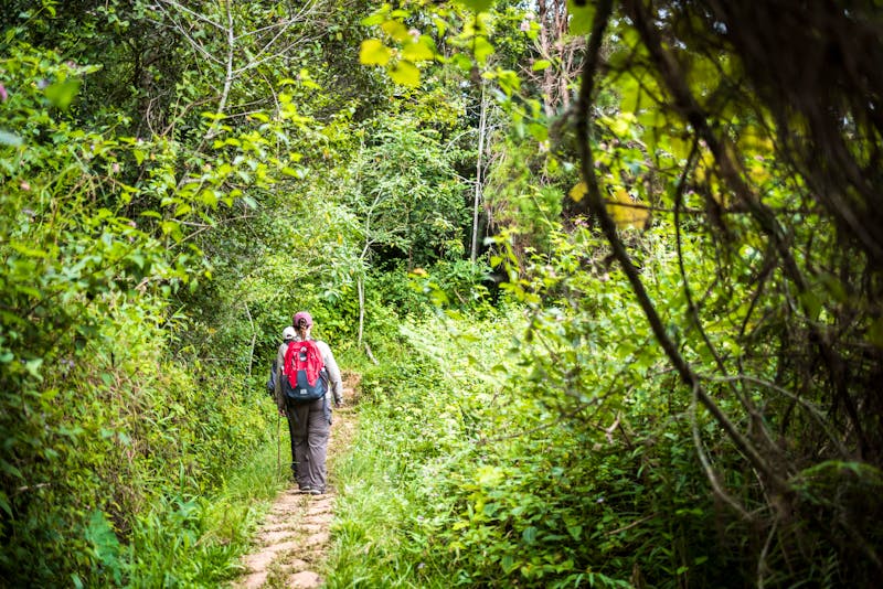 Wanderung im Regenwald in Madagaskar - ©Matthew - stock.adobe.com