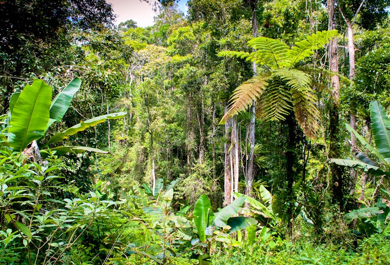 Ranamafana rainforest - Madagascar - ©dr322 - stock.adobe.com