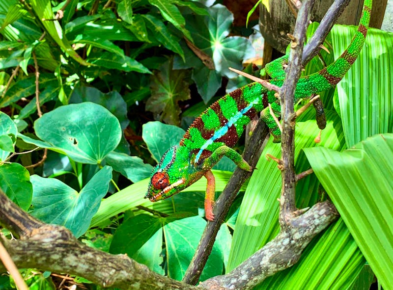 Chamäleon im Montagne d’Ambre Nationalpark - ©Anne Schröder - Eberhardt TRAVEL