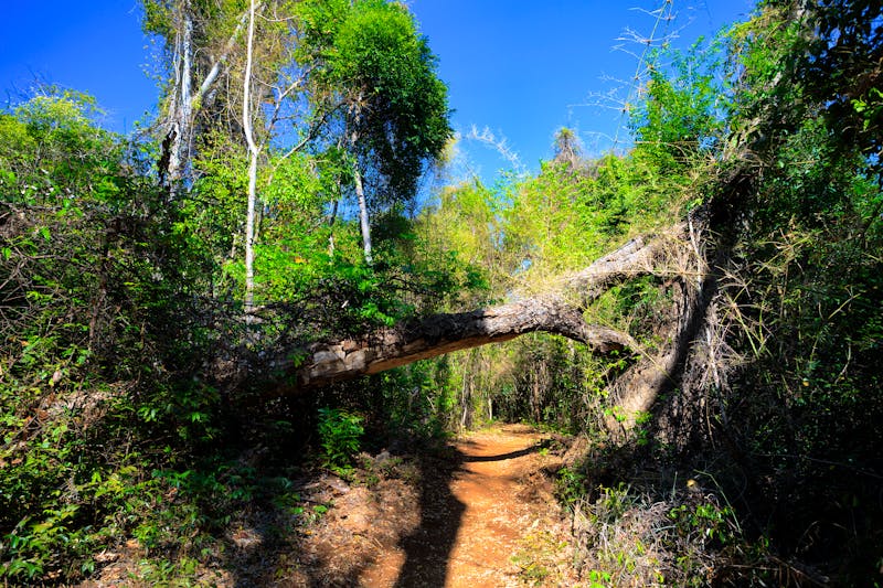 Wanderung im Ankarana Nationalpark in Madagaskar - ©ArtushFoto - stock.adobe.com