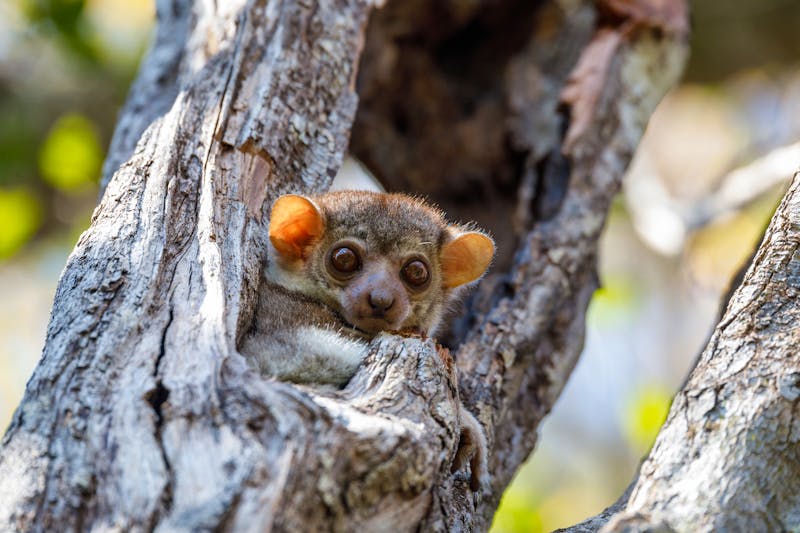 Lemur im Ankarana Nationalpark - Madagaskar - ©ArtushFoto - stock.adobe.com