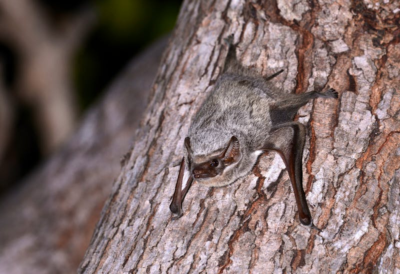 Fledermaus im Ankarana Nationalpark - Madagaskar - ©bennytrapp - stock.adobe.com