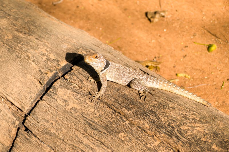 Halsbandleguan im Ankarana Nationalpark - Madagaskar - ©Tobias - stock.adobe.com